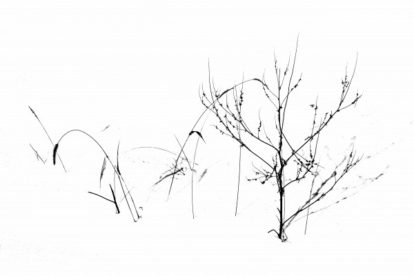 Winters Garden by Deb Oppermann
